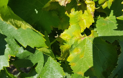 Mildiou sur feuilles de vigne