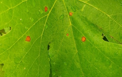 Black Rot sur feuille de vigne