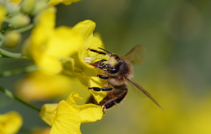abeille sur colza