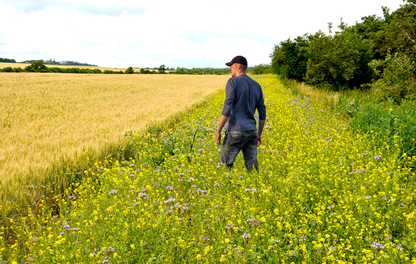 Guide auxiliaires Céréales Colza