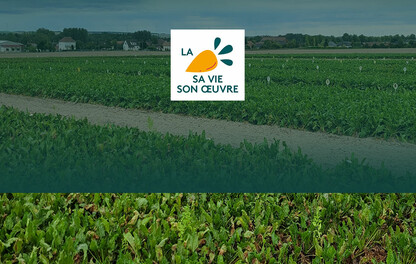 Choisir sa variété de betteraves