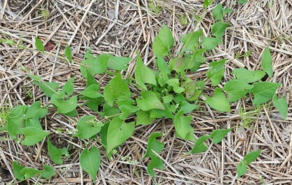 Renouée liseron dans tournesols