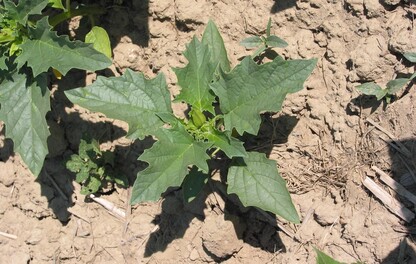 Datura dans tournesol
