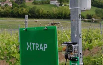 Visuel XTrap_Color_cicadelles_vigne