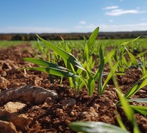 Céréales stade 3-4 feuilles