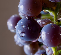 culture de la vigne