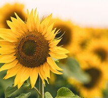 Fleur de tournesol dans un champ