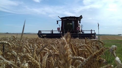 Moisson de céréales