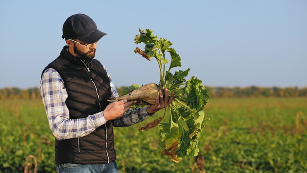 Agriculteur avec une betterave