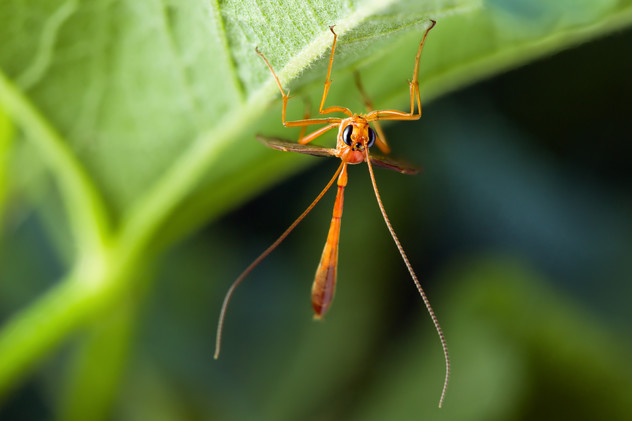Ichneumonidae Hymenoptere parasite 