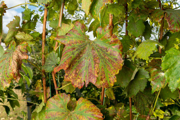 Mildiou sur feuille de vigne