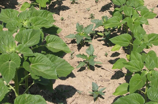 Datura dans les tournesols