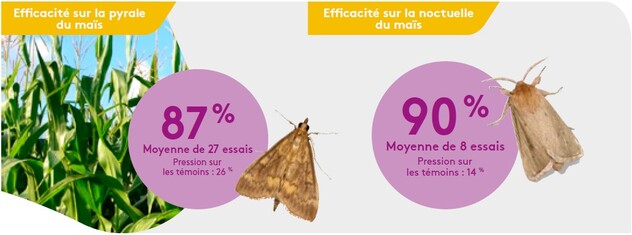 Efficacité Cosayr sur les ravageurs du mais