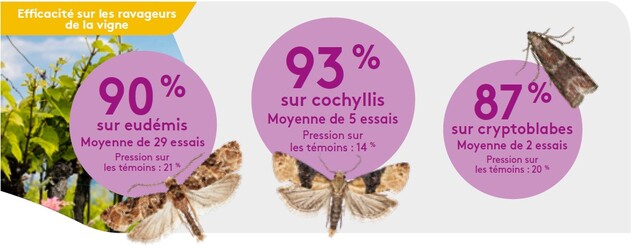 Efficacité Cosayr sur les ravageurs de la vigne