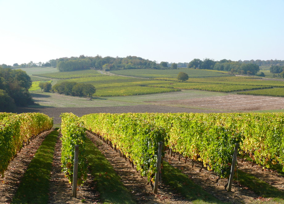 Rangs de vigne Rangs de vigne