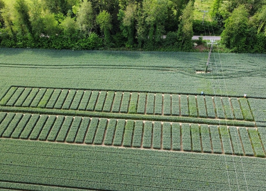 Essais techniques sur céréales Essais techniques sur céréales