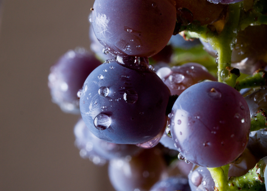 Grappe vigne gros plan