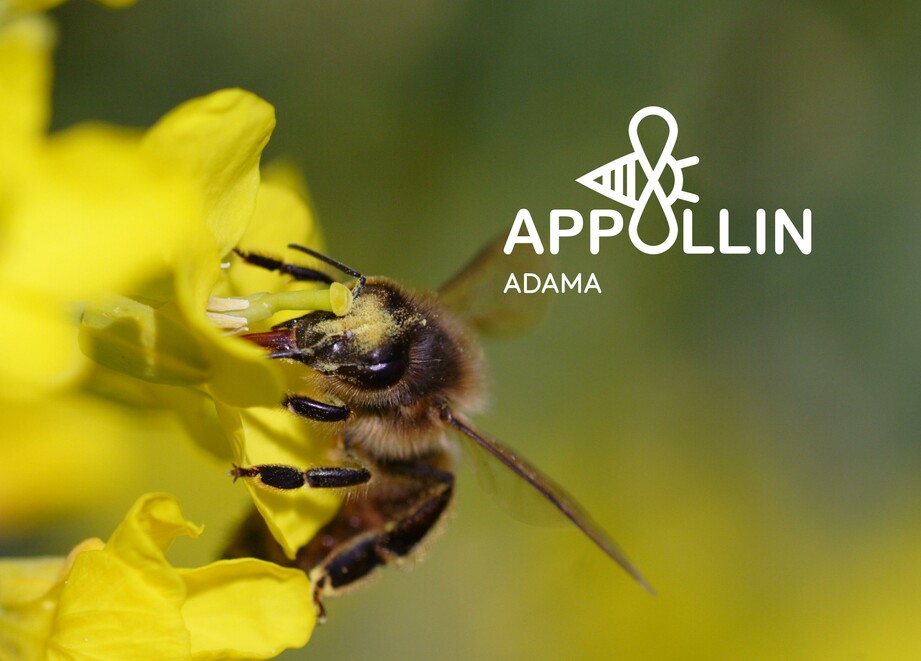Appollin visuel abeille sur colza