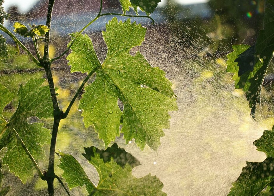 Pulvérisation de la vigne