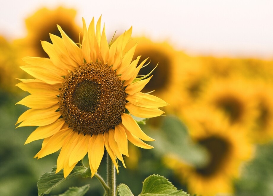 Fleur de tournesol dans un champ