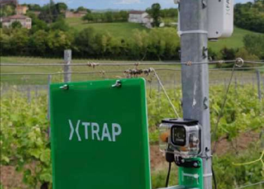 Visuel XTrap_Color_cicadelles_vigne