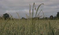 Ray-grass dans un champ de céréales