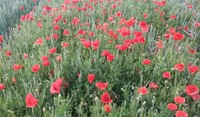 Coquelicots dans une parcelle de céréales