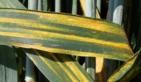 Rouille jaune sur feuille de céréales