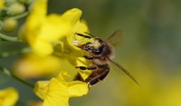 Abeille sur fleur de colza