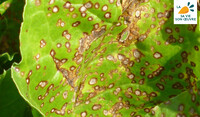 Cercosporiose