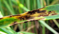 Symptôme Helminthosporiose sur orge