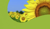 Visuel_Tournesol_Sunbright