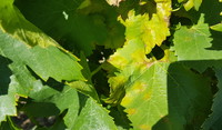 Mildiou sur feuilles de vigne