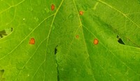 Black Rot sur feuille de vigne