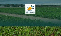 Choisir sa variété de betteraves