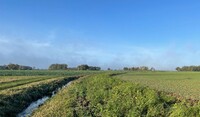 Implantation d'une bande fleurie dans une parcelle avec cours d'eau