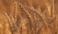 Epis dans parcelle de céréales