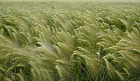 Champ d'orges
