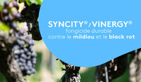 Syncity et Vinergy contre mildiou et black-rot