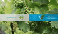 Bilan fongicides vigne 2025