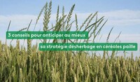 Focus désherbage cereales a pailles