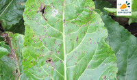 Cercosporiose sur feuilles de betteraves