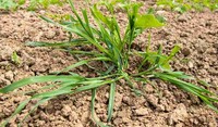 Ray-grass dans céréales