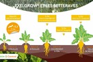 Exelgrow sur betteraves