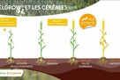 Exelgrow sur céréales