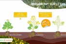Exelgrow sur colza