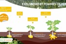 Exelgrow sur pommes de terre
