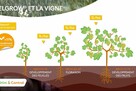 Exelgrow sur vigne