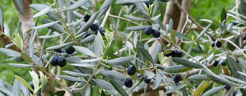 olives