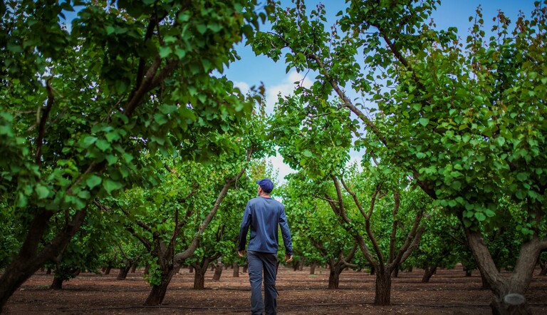 farmer in pear orchard